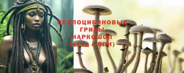 крисы Бородино